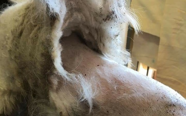 WhatsApp_Image_2021_06_23_at_11.36.57_1624441165