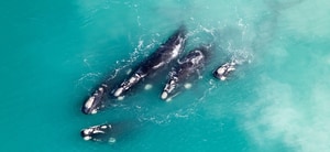 Explore the Southernmost Towns in Africa this Winter