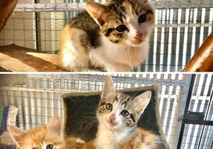 Adorable kittens looking for loving homes!