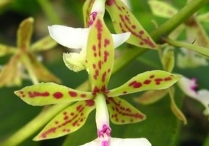 Epidendrum Stamfordianum