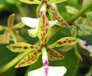 Epidendrum Stamfordianum