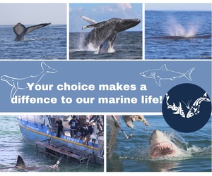 Next Marine Dynamics Shark Cage Diving Trip: 14 July 2021