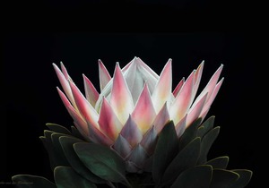 Online Auction in Aid of BARC in Gansbaai