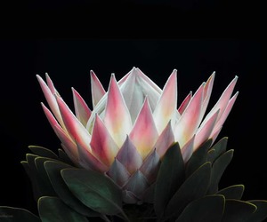 Online Auction in Aid of BARC in Gansbaai