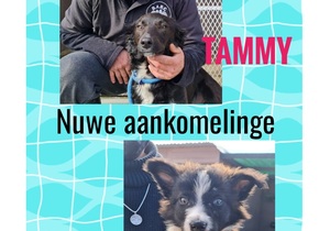 Tammy (Mom) and Rover (Son) Ready For Adoption