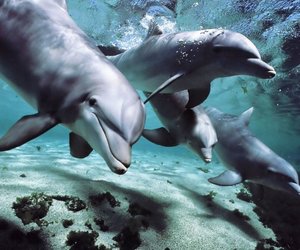 Good News for Dolphins - Gansbaai Daily News