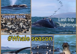 Next Dyer Island Marine Big 5 Tours: 17 + 18 July 2021