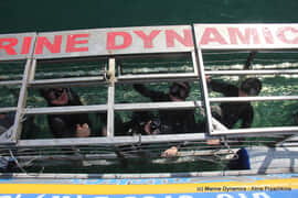 Next Marine Dynamics Shark Cage Diving Trip: 17 July 2021