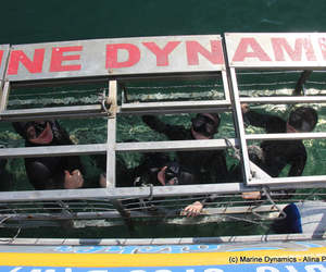Next Marine Dynamics Shark Cage Diving Trip: 17 July 2021