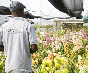 Orchid Potting & Care Workshop