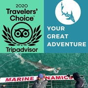 Next Marine Dynamics Shark Cage Diving Trip: 23 July 2021