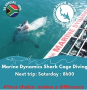 Next Marine Dynamics Shark Cage Diving Trip: 31 July 2021