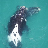 Ghost - The Whale Unit - Xplorio™ Hermanus