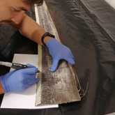 The Whale Unit - Xplorio™ Hermanus