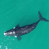 DJ - The Whale Unit - Xplorio™ Hermanus