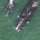 Lucca - The Whale Unit - Xplorio™ Hermanus