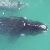 Splash - The Whale Unit - Xplorio™ Hermanus