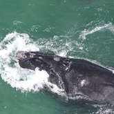 V - The Whale Unit - Xplorio™ Hermanus