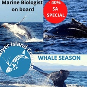 Next Dyer Island Marine Big 5 Tour: Tuesday, 3 August 2021