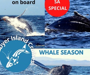 Next Dyer Island Marine Big 5 Tour: Tuesday, 3 August 2021