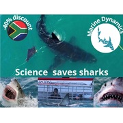 Next Marine Dynamics Shark Cage Diving Trip: 4 August 2021