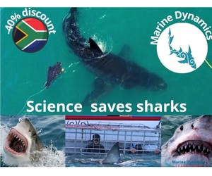 Next Marine Dynamics Shark Cage Diving Trip: 4 August 2021