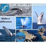 Next Dyer Island Marine Big 5 Tour: 4 August 2021