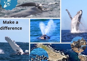 Next Dyer Island Marine Big 5 Tour: 4 August 2021