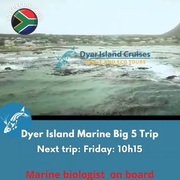 Next Dyer Island Marine Big 5 Tour: 6 August 2021