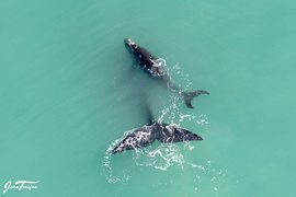 Jean Tresfon's Southern Right Whale Sightings Report
