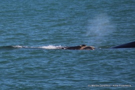 Daily Blog: 06 August 2021 | Shark Cage Diving in South Africa