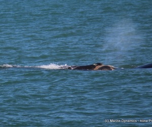 Daily Blog: 06 August 2021 | Shark Cage Diving in South Africa