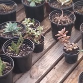 Macramé - Overberg Cacti and Succulents - Xplorio™ Gansbaai