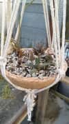 Hanging Clay Pots with Cacti and Succulent Plants