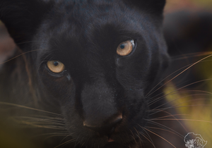 Panthera Africa Family Educational Visits