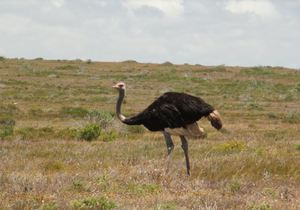 The Gracefully Awkward Ostrich