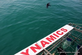 Daily Blog: 16 August 2021 | Shark Cage Diving in South Africa