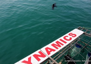 Daily Blog: 16 August 2021 | Shark Cage Diving in South Africa