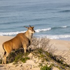 Eland at the beach - who says you can’t do game viewing and whale watching at the same time! De Hoop Collection - Xplorio™ Bredasdorp Eland at the beach - who says you can’t do game viewing and whale watching at the same time! De Hoop Collection - Xplorio™ Bredasdorp