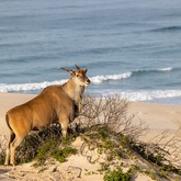 Eland at the beach - who says you can’t do game viewing and whale watching at the same time! De Hoop Collection - Xplorio™ Bredasdorp