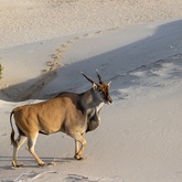 Eland at the beach - who says you can’t do game viewing and whale watching at the same time! De Hoop Collection - Xplorio™ Bredasdorp