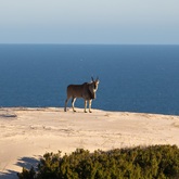 Eland at the beach - who says you can’t do game viewing and whale watching at the same time! De Hoop Collection - Xplorio™ Bredasdorp