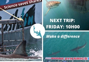 Next Marine Dynamics Shark Cage Diving Trip: Friday, 20 August 2021