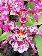 Orchid Potting and Care Workshop - 4 September 2021