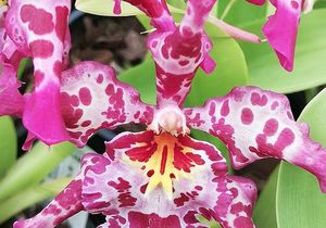 Orchid Potting and Care Workshop - 4 September 2021