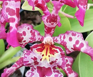Orchid Potting and Care Workshop - 4 September 2021