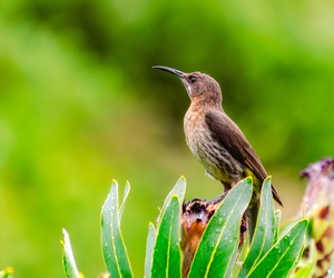 Whale Huys Oceanside Eco Villa Is Birder-Friendly