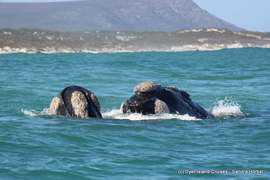 Spectacular Sightings