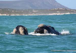 Spectacular Sightings