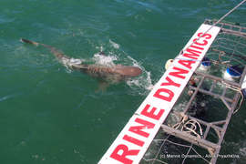 Next Marine Dynamics Shark Cage Diving Trip: Wednesday, 25 August 2021